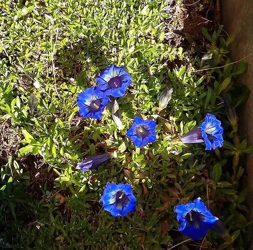 Restaurant Schoenau Hotel Wildhaus